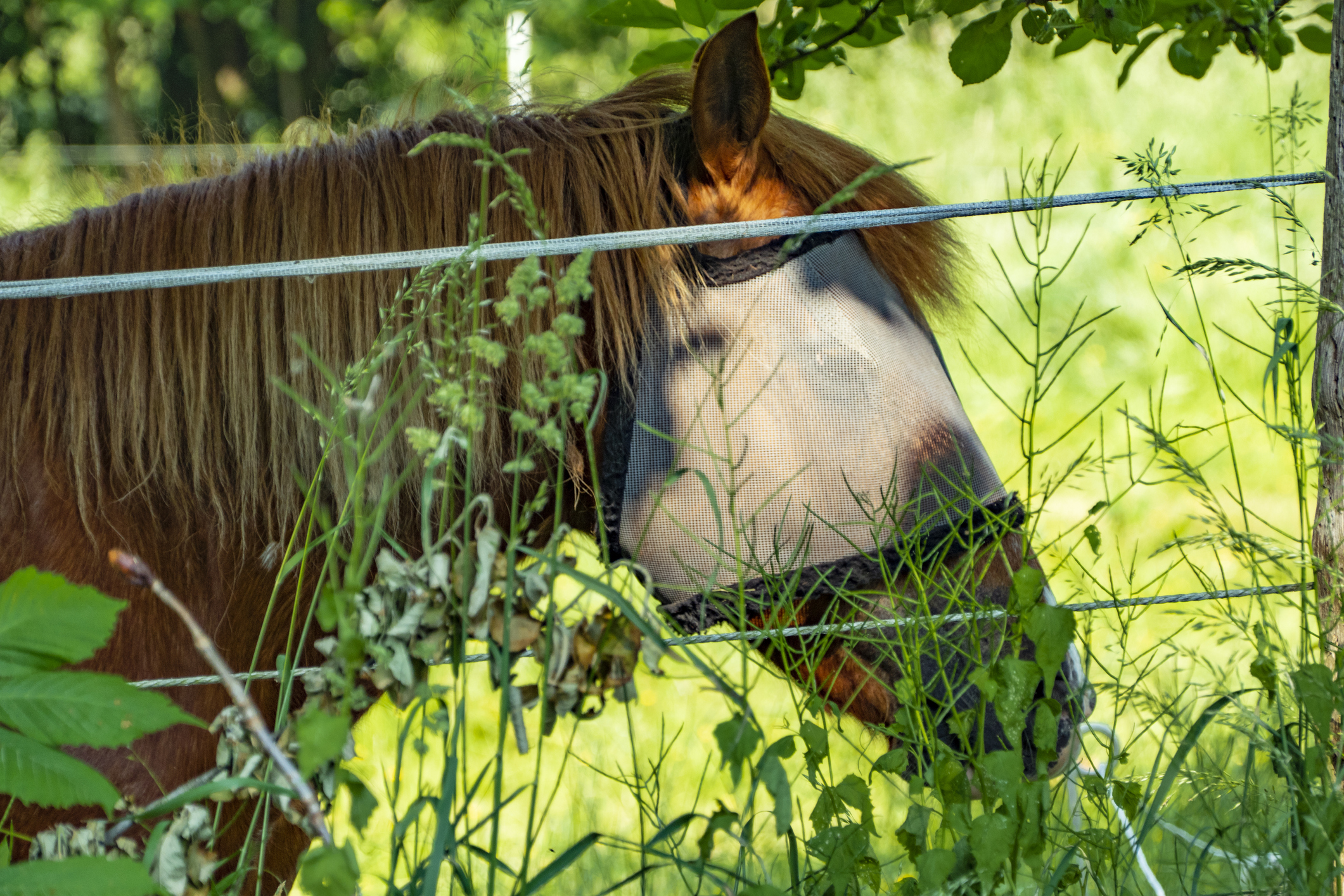 https://23800ufh.stage.cimm2.com//customerdocs/610/CATEGORY/IMG/horseflymask.jpg