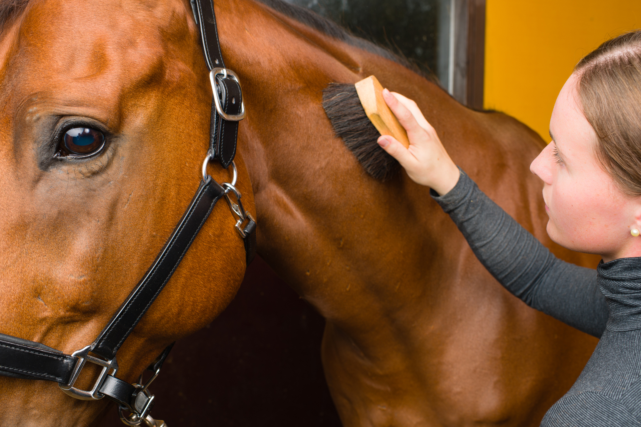 https://23800ufh.stage.cimm2.com//customerdocs/610/CATEGORY/IMG/horsehealth-153092182.jpg