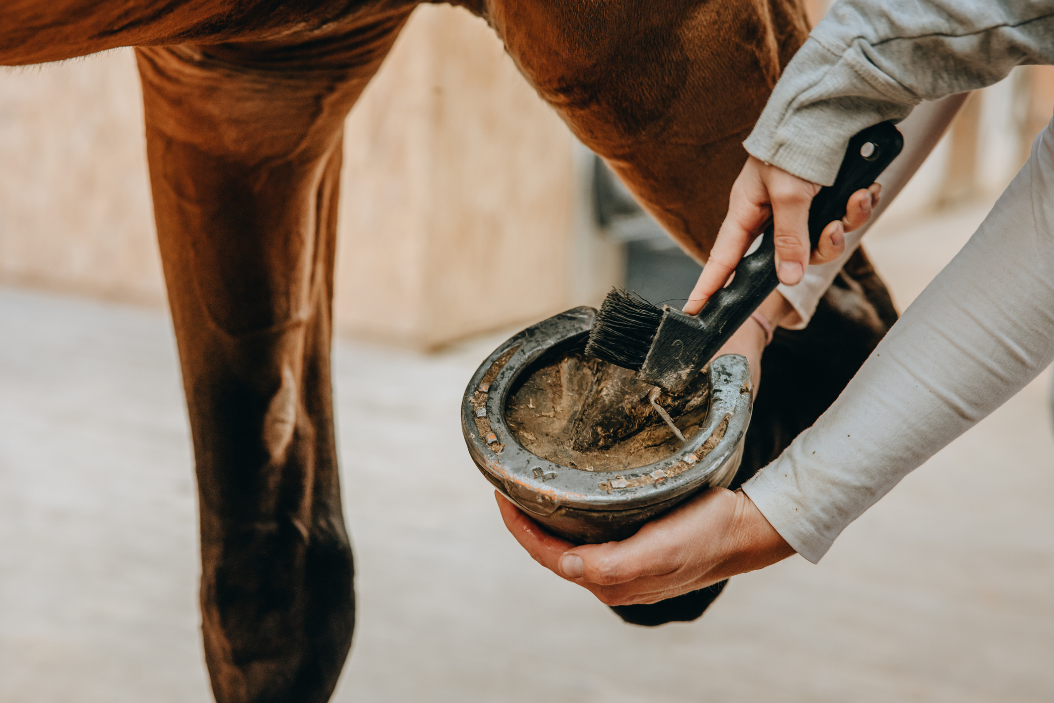 https://23800ufh.stage.cimm2.com//customerdocs/610/CATEGORY/IMG/horsehoof.jpg