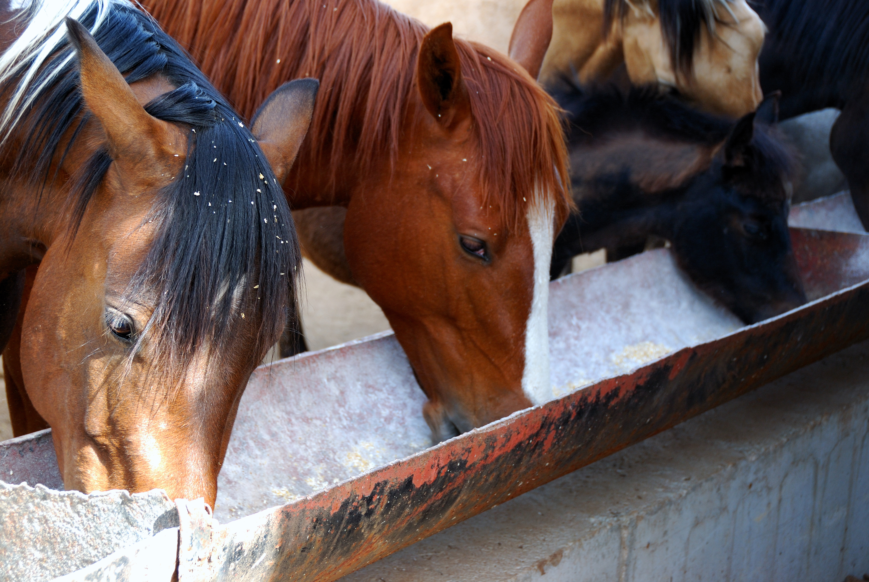 https://23800ufh.stage.cimm2.com//customerdocs/610/CATEGORY/IMG/horsesfeeding.jpg