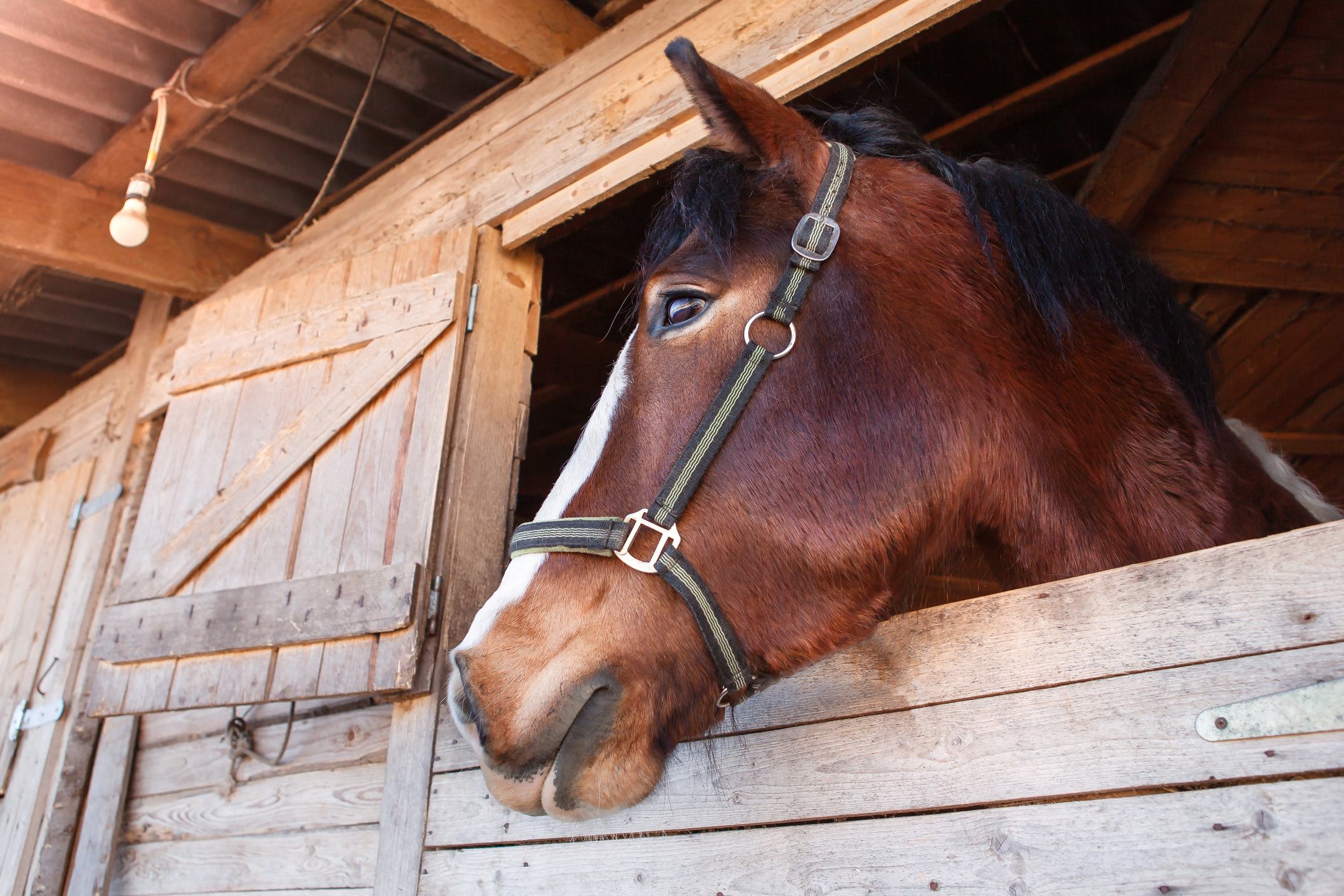 https://23800ufh.stage.cimm2.com//customerdocs/610/CATEGORY/IMG/horsestall-1393007052.jpg