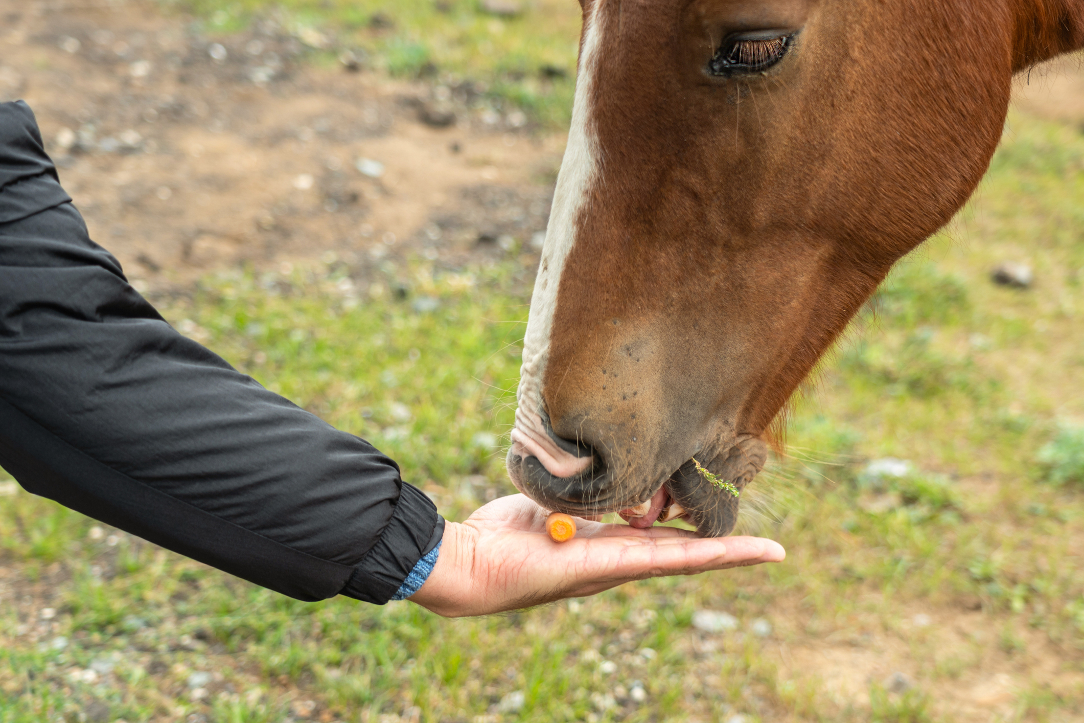 https://23800ufh.stage.cimm2.com//customerdocs/610/CATEGORY/IMG/horsesupplement.jpg