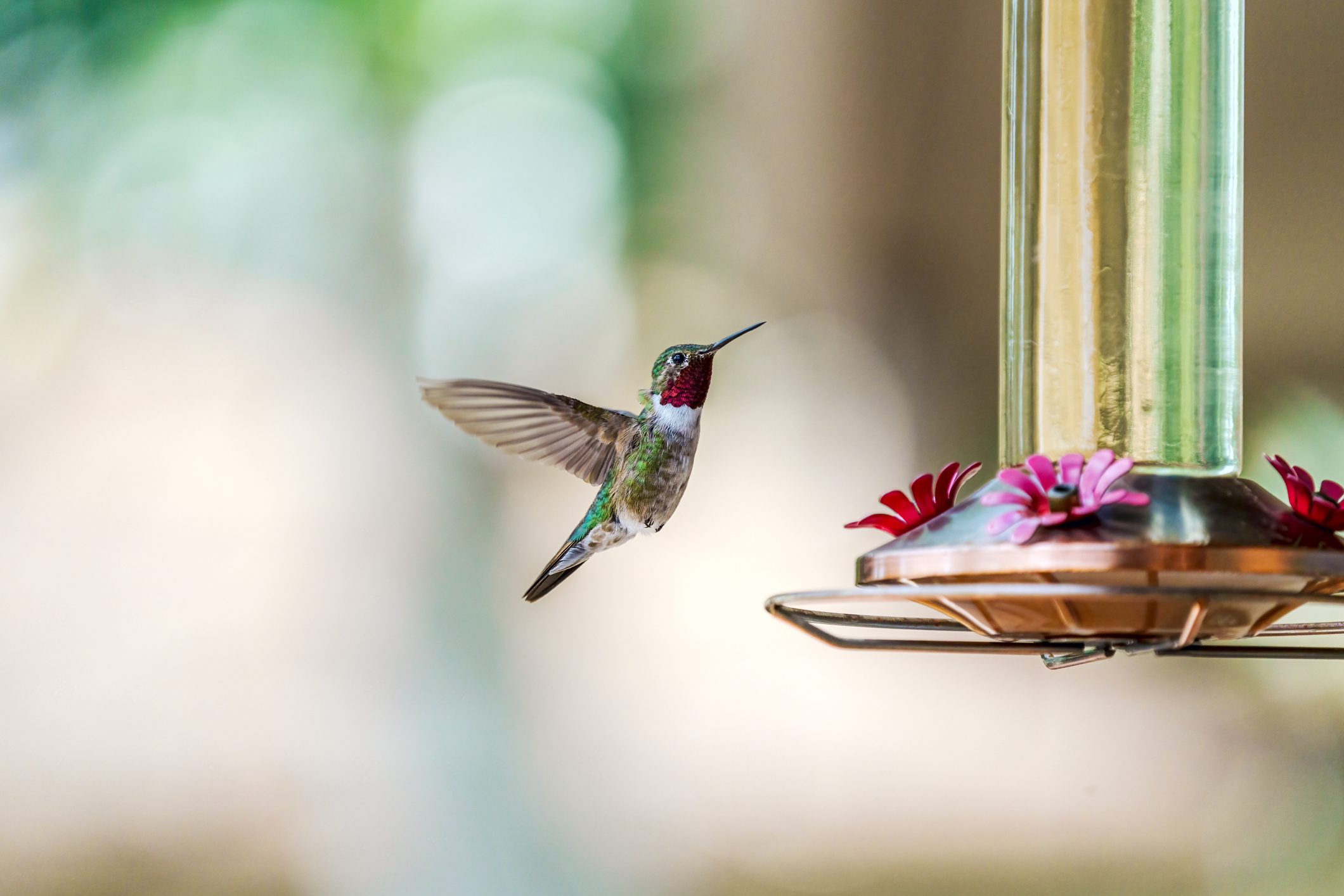 https://23800ufh.stage.cimm2.com//customerdocs/610/CATEGORY/IMG/hummingbird.jpg