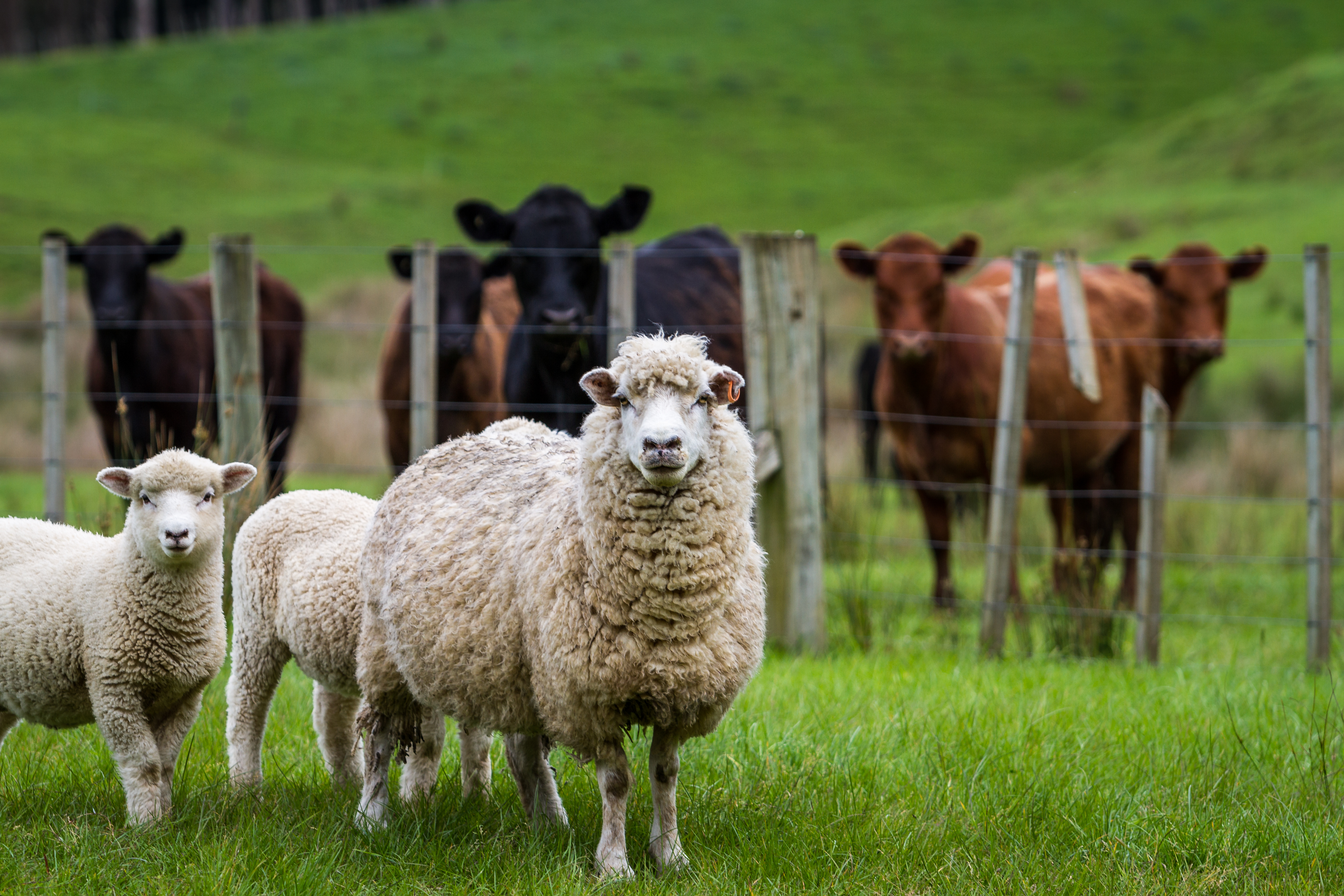 https://23800ufh.stage.cimm2.com//customerdocs/610/CATEGORY/IMG/livestock.jpg