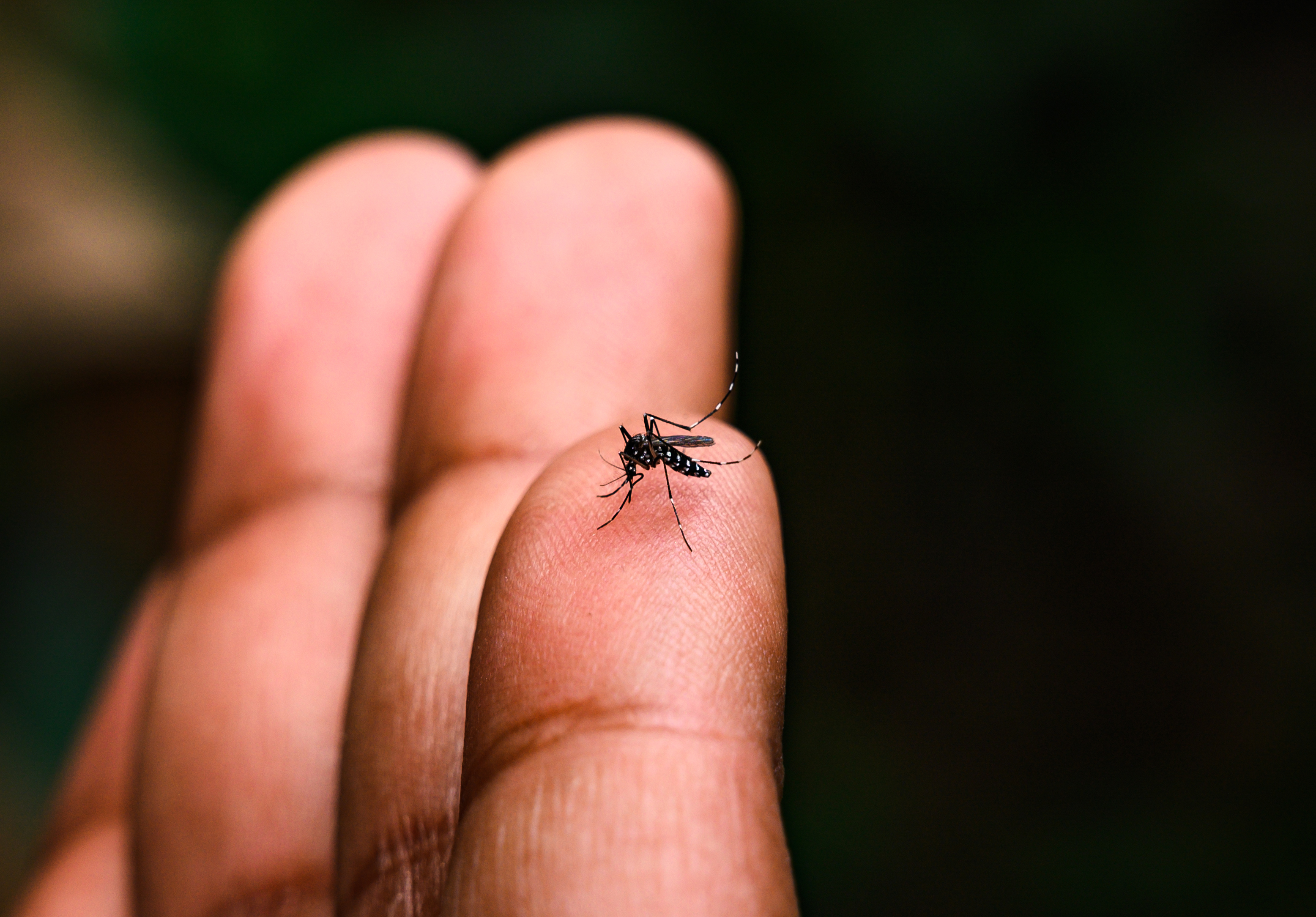 https://23800ufh.stage.cimm2.com//customerdocs/610/CATEGORY/IMG/mosquito.jpg