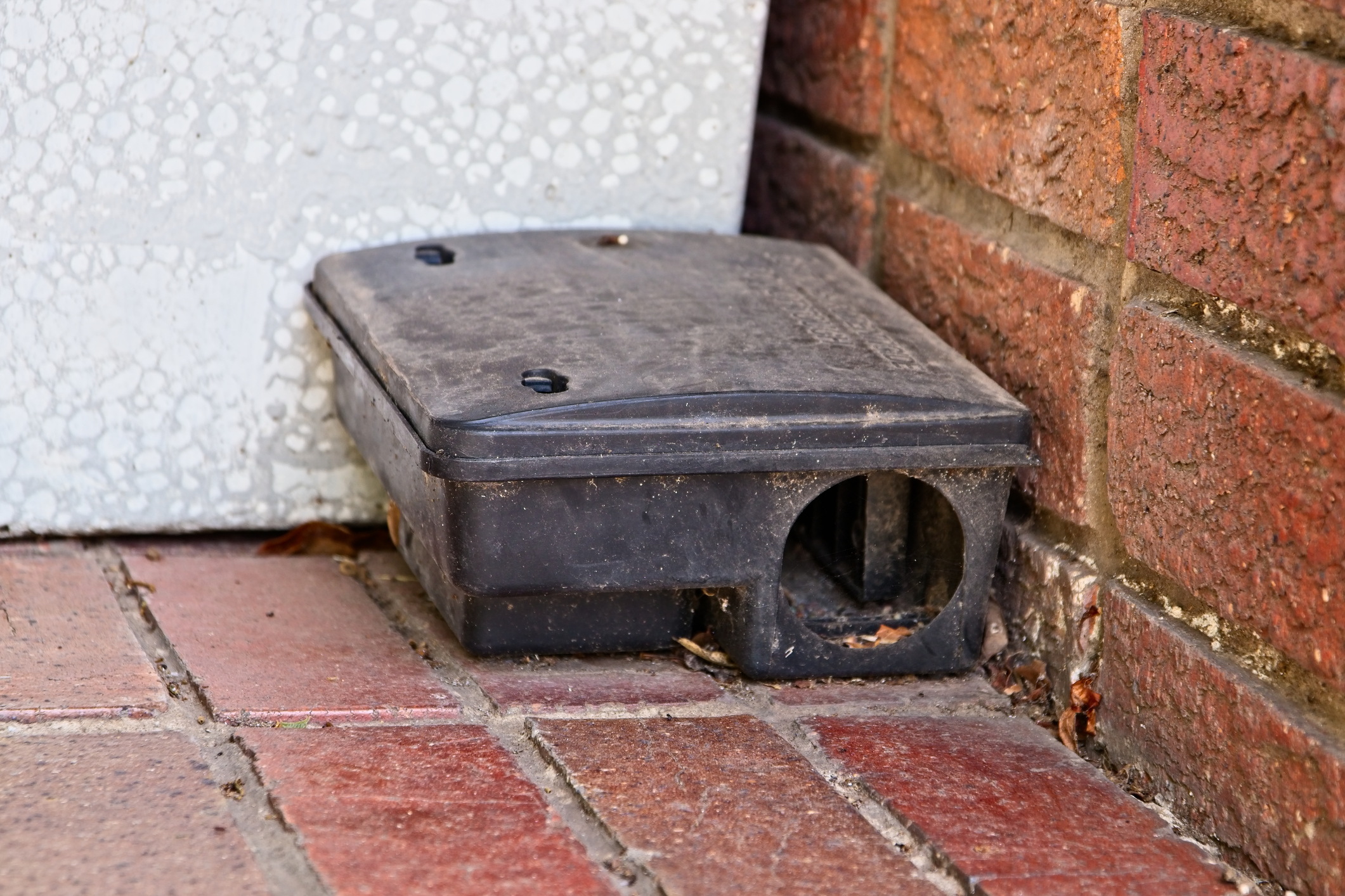 https://23800ufh.stage.cimm2.com//customerdocs/610/CATEGORY/IMG/mousetrap.jpg