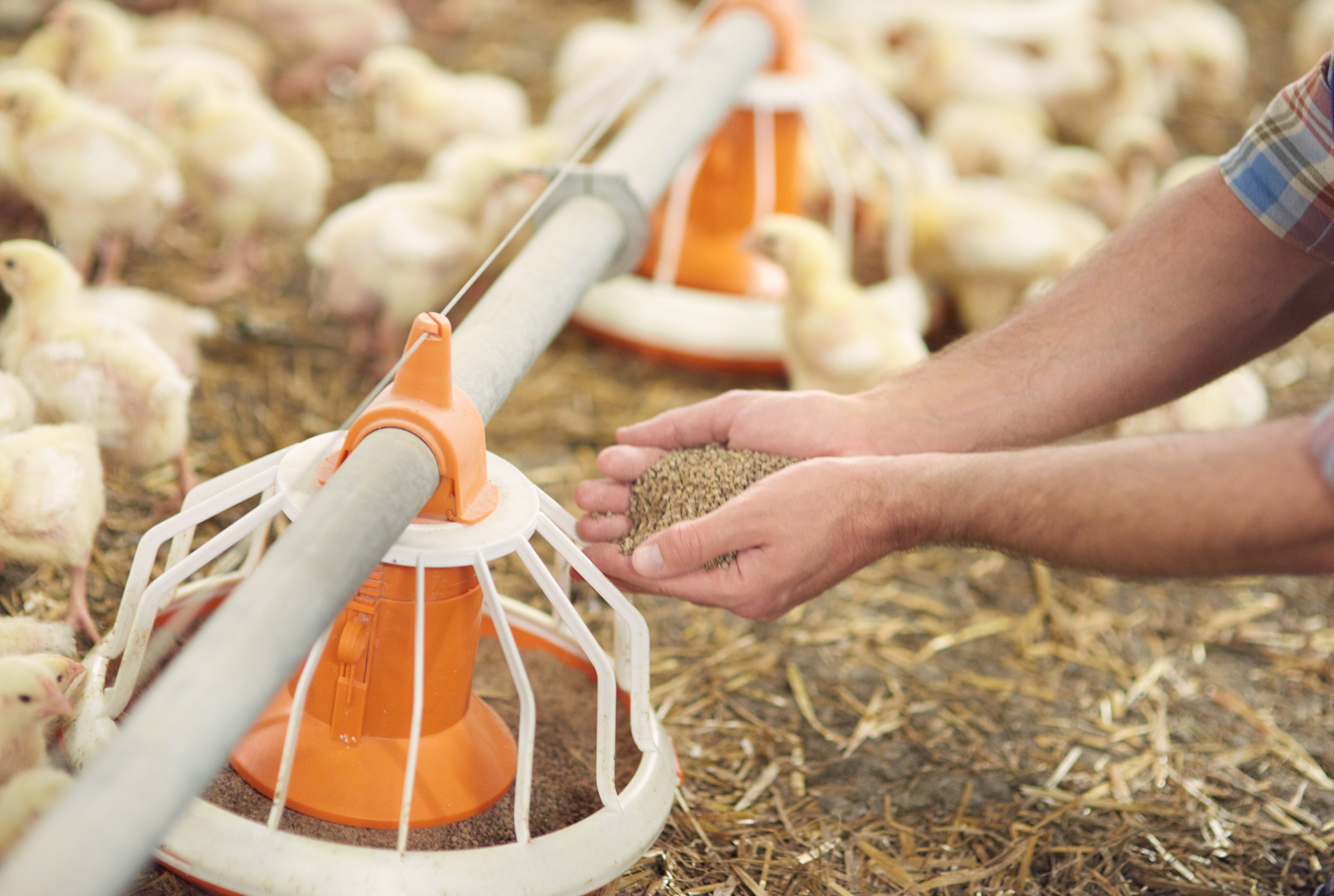 https://23800ufh.stage.cimm2.com//customerdocs/610/CATEGORY/IMG/poultryfeedingsupplies.jpg
