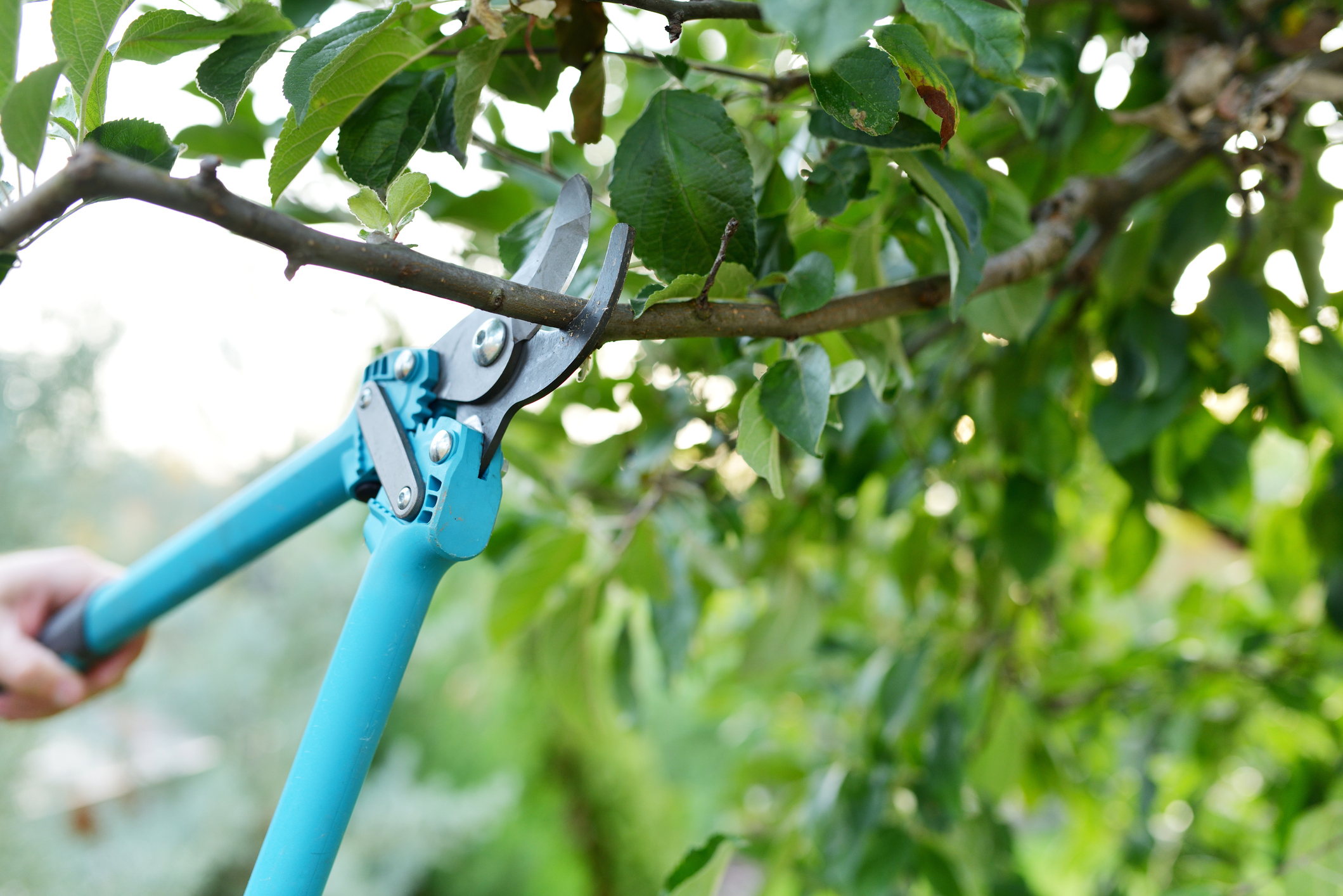 https://23800ufh.stage.cimm2.com//customerdocs/610/CATEGORY/IMG/pruning.jpg