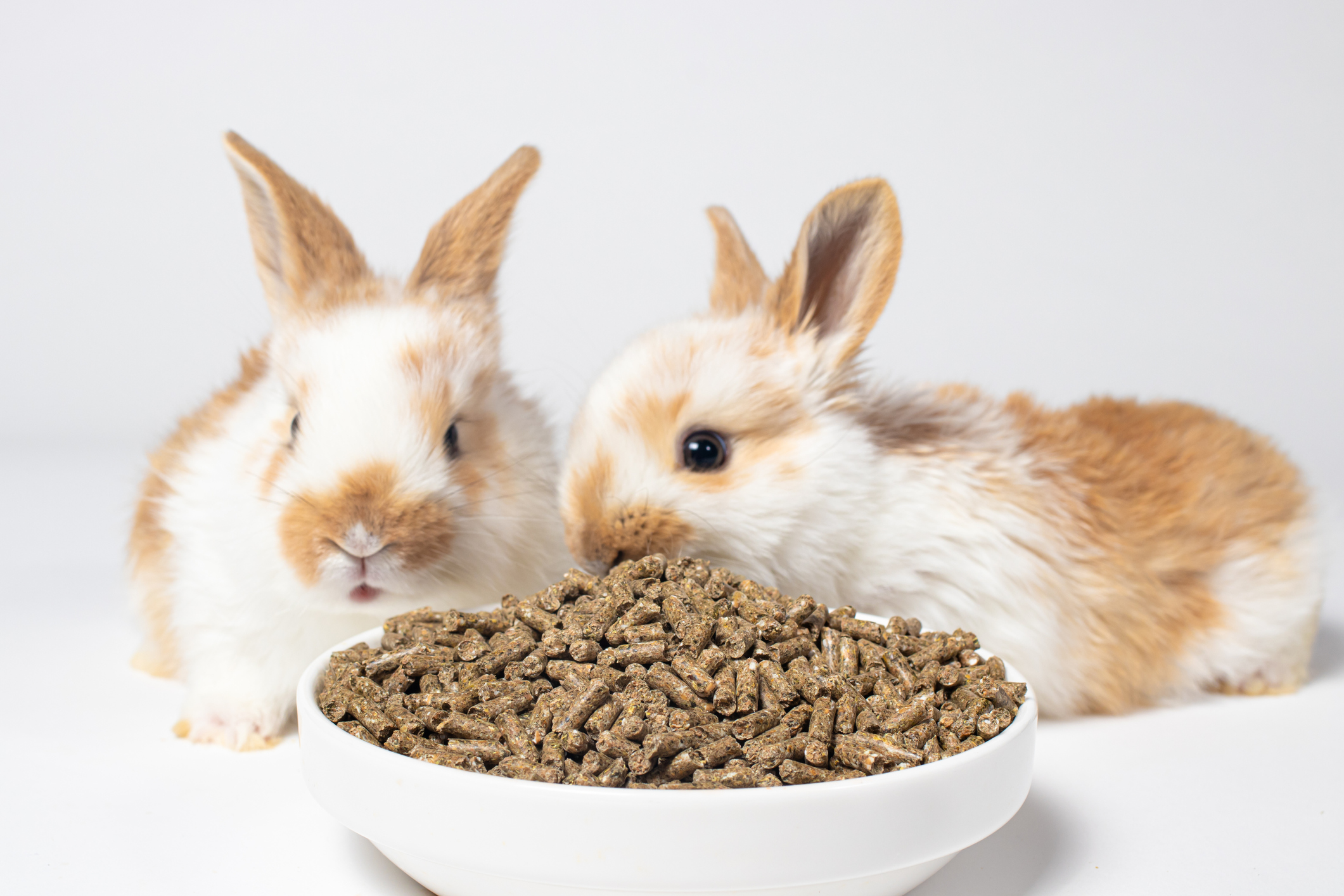 https://23800ufh.stage.cimm2.com//customerdocs/610/CATEGORY/IMG/rabbitfood.jpg