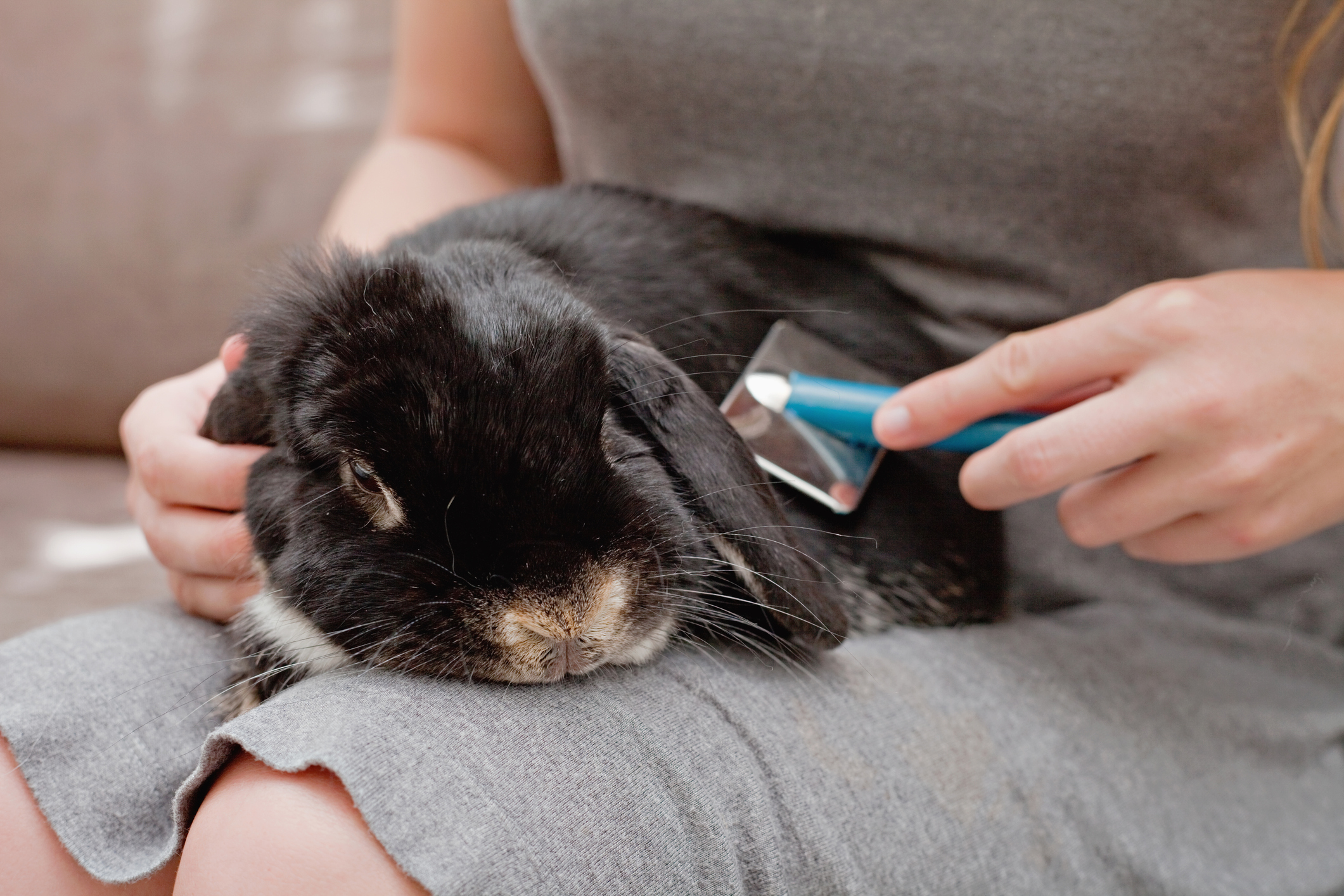 https://23800ufh.stage.cimm2.com//customerdocs/610/CATEGORY/IMG/rabbitgrooming.jpg