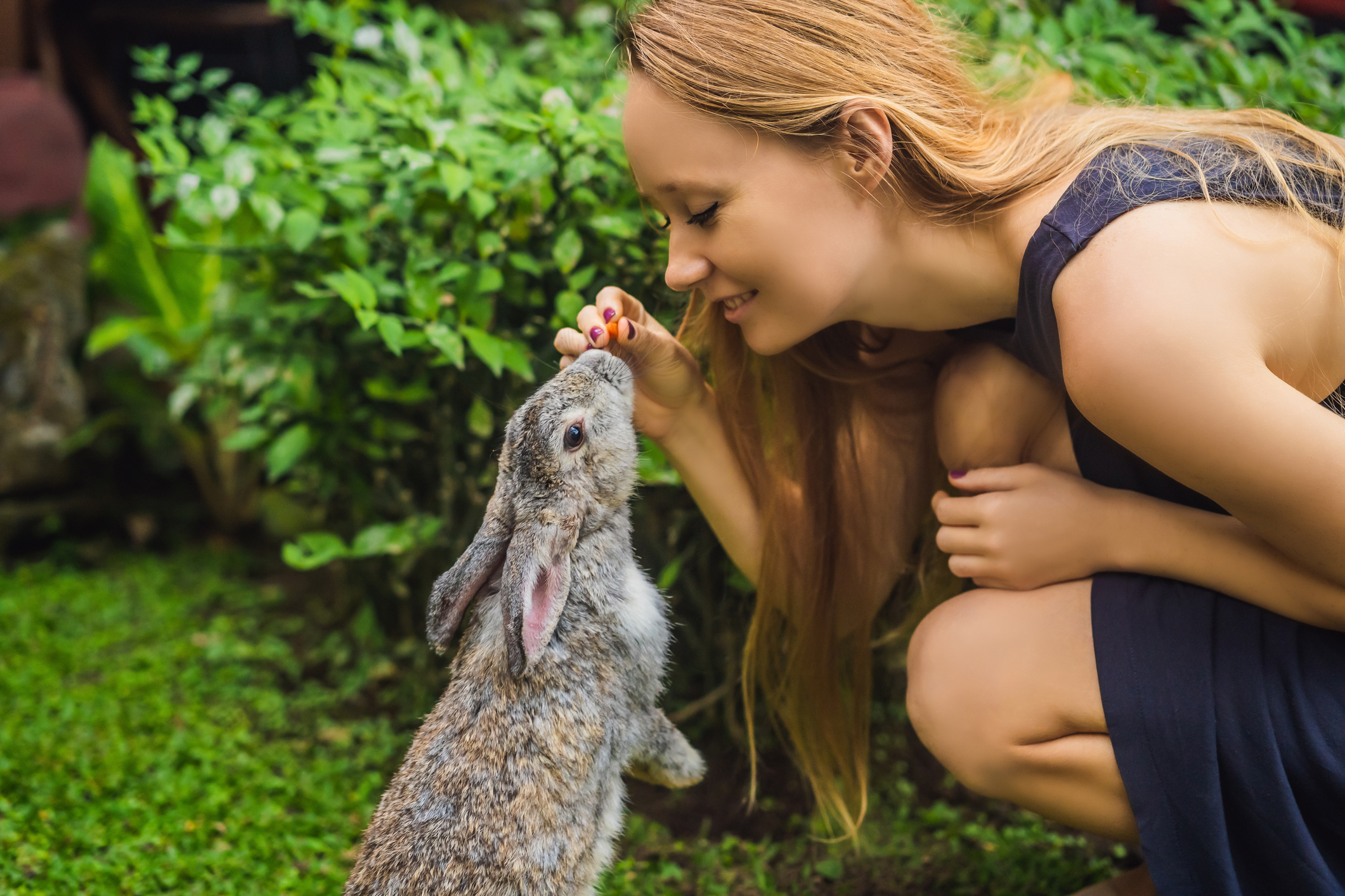 https://23800ufh.stage.cimm2.com//customerdocs/610/CATEGORY/IMG/rabbittreat.jpg
