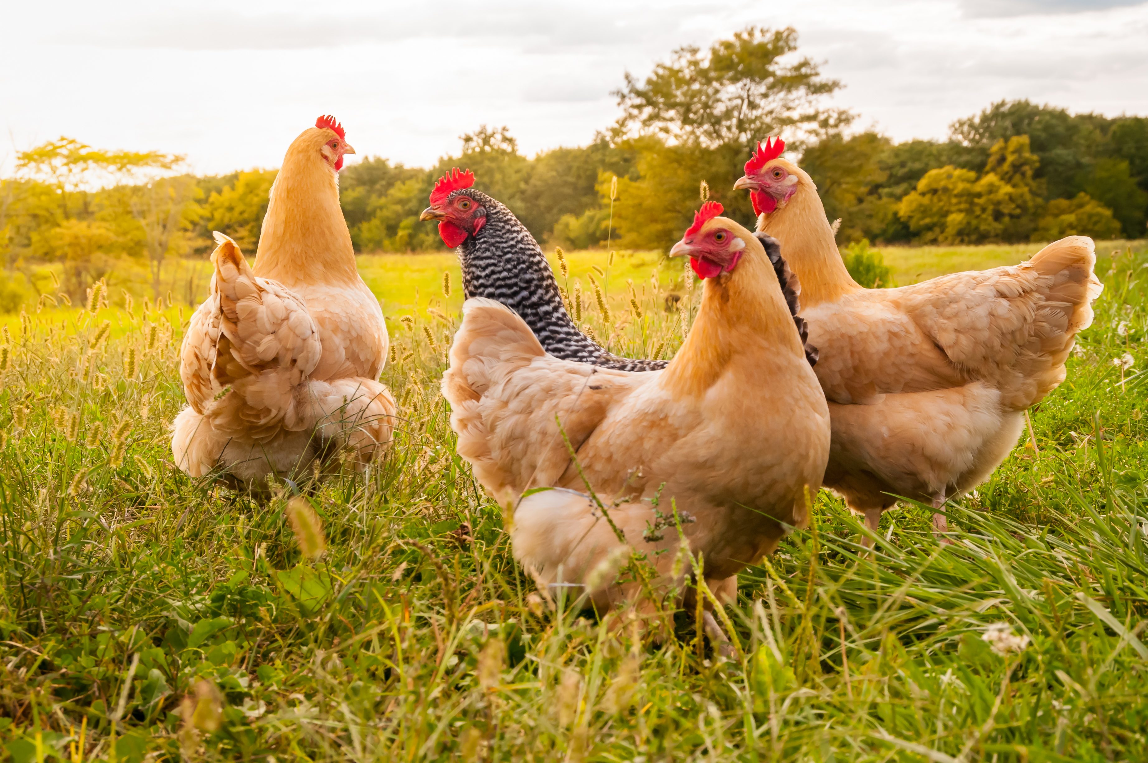 https://23800ufh.stage.cimm2.com//customerdocs/610/CATEGORY/IMG/roosters.jpg