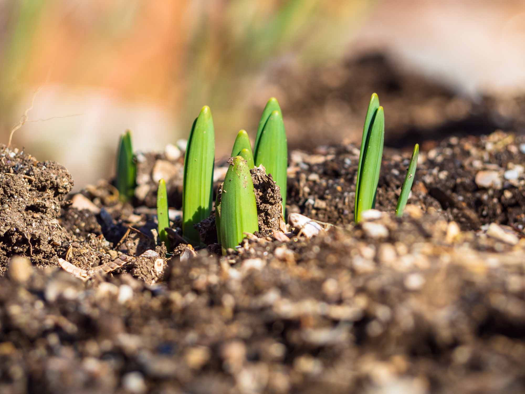 https://23800ufh.stage.cimm2.com//customerdocs/610/CATEGORY/IMG/seedlings.jpg