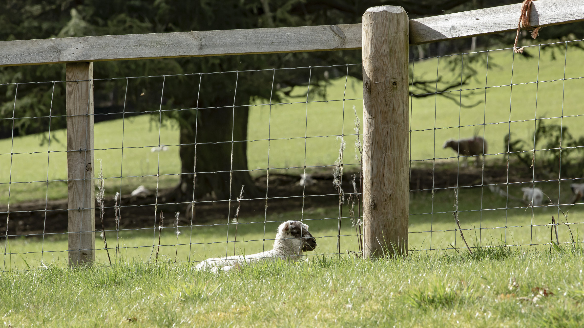 https://23800ufh.stage.cimm2.com//customerdocs/610/CATEGORY/IMG/sheepfence.jpg