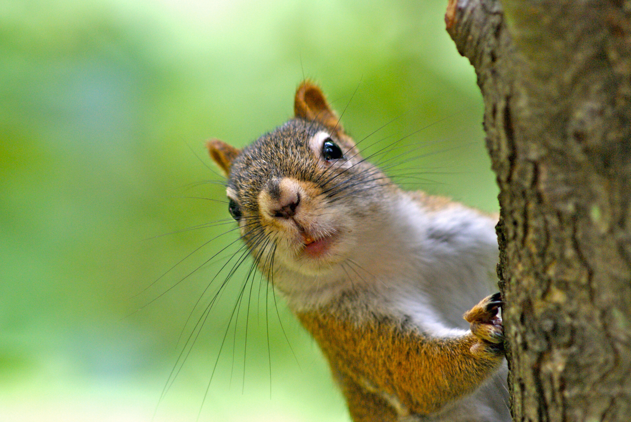 https://23800ufh.stage.cimm2.com//customerdocs/610/CATEGORY/IMG/squirrel.jpg