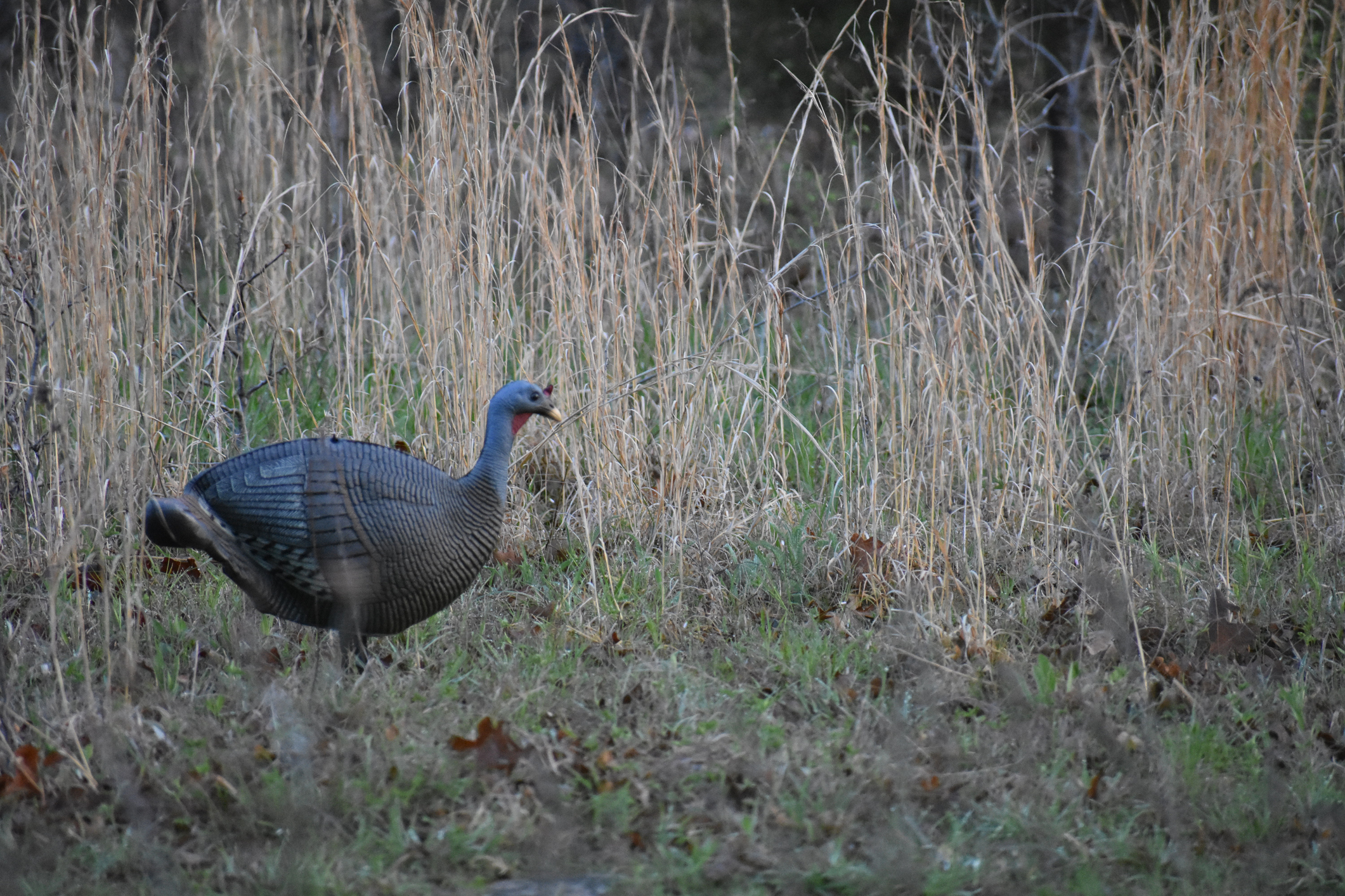 https://23800ufh.stage.cimm2.com//customerdocs/610/CATEGORY/IMG/turkeydecoy.jpg
