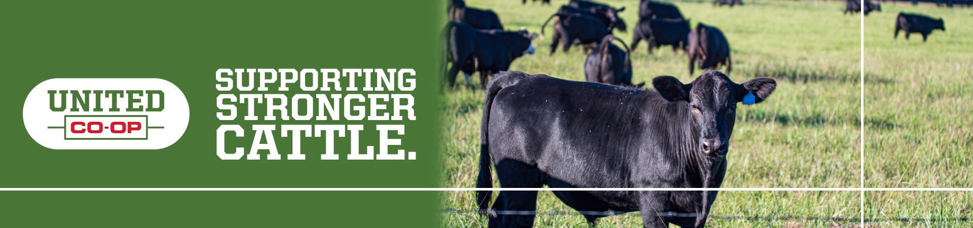 june2026-supportingstrongercattle_1920x450.jpg