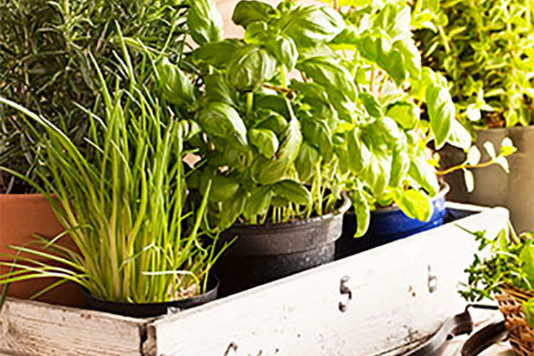 Herbs in planters sitting in a basket.