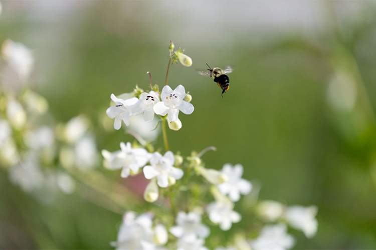 Photo Caption: Pollinators play a vital role in maintaining our ecosystems, economies and agriculture. Photo of bee in flight at the UT Gardens, Knoxville, by R. Lazarian, courtesy UTIA.