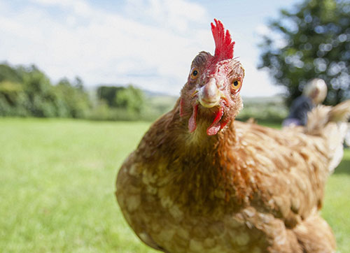 poultry
