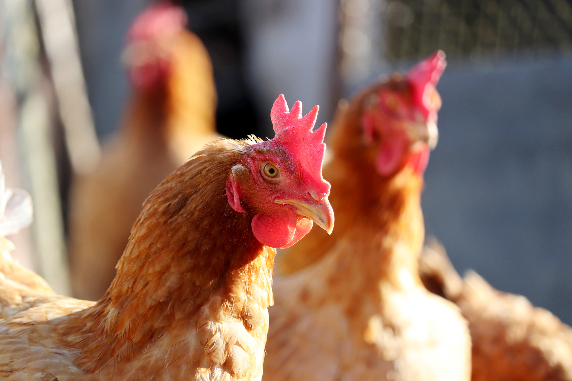 Chickens in a coop.