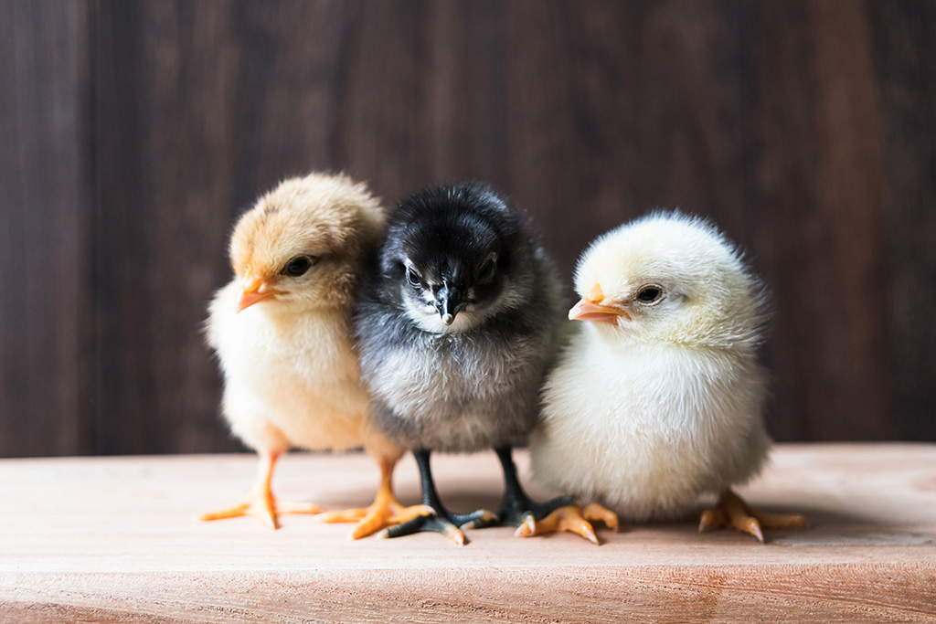 Three chicks huddled together.