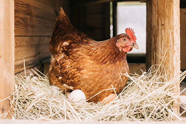 A hen laying on top of her eggs in a coop