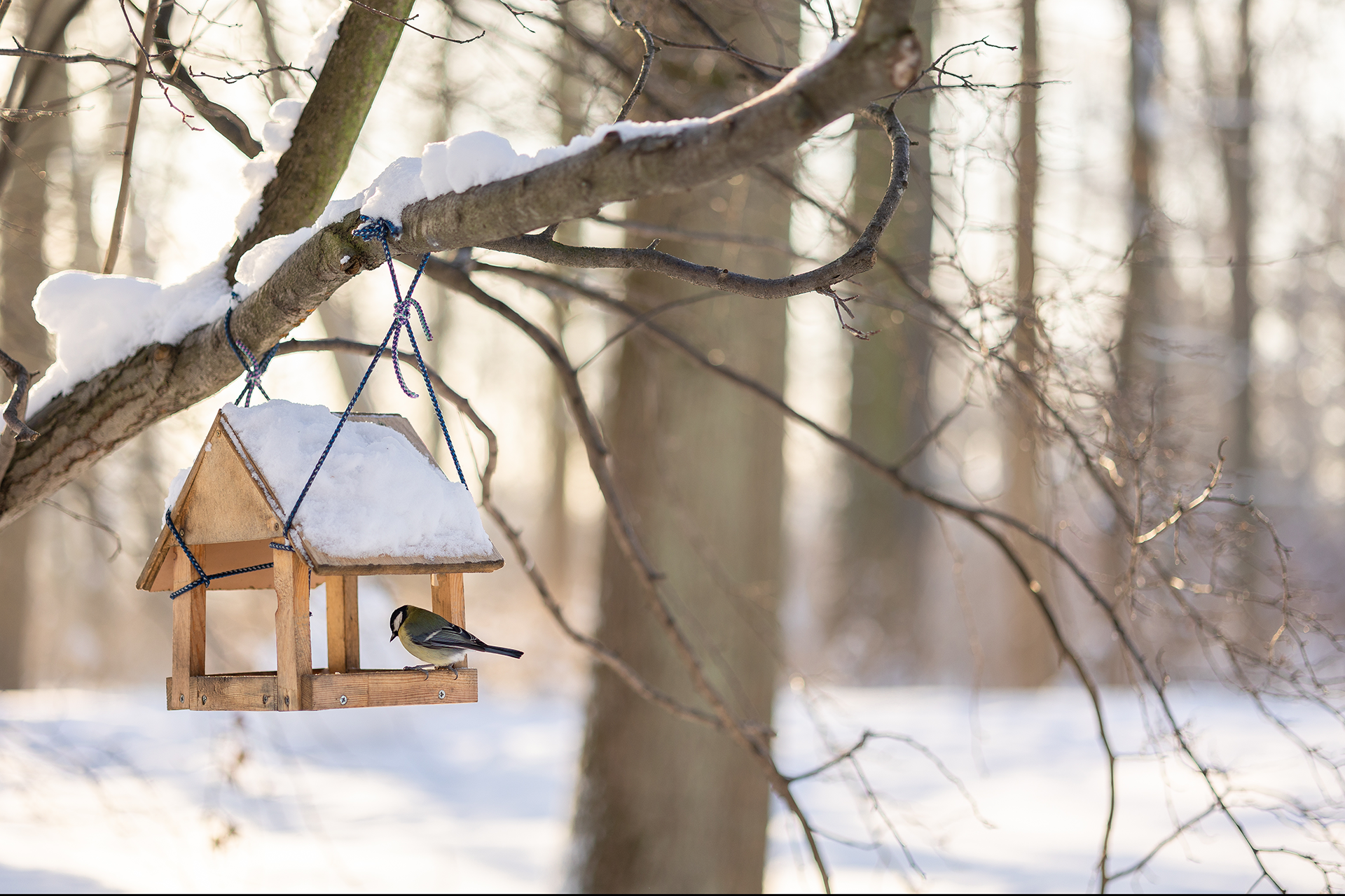 A bird perched on a bird feeder in a snowy forest.
