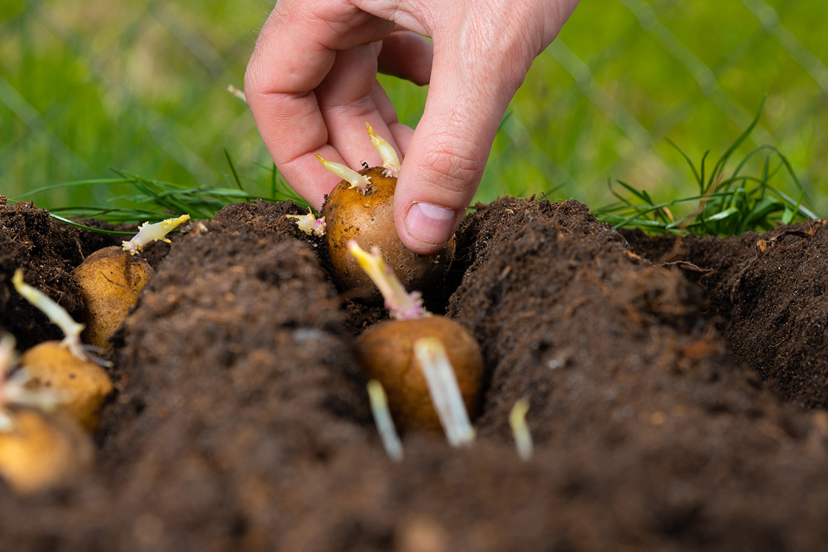 A farmer planting potato sets.