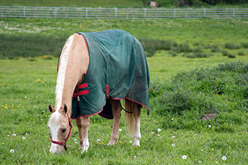 A horse grazing in a pasture.