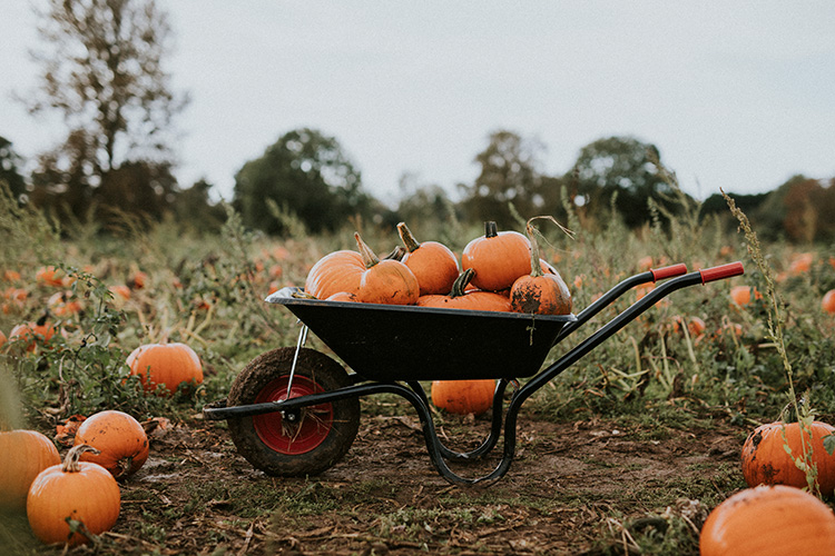 A wheelbarrow filled with pumpkins