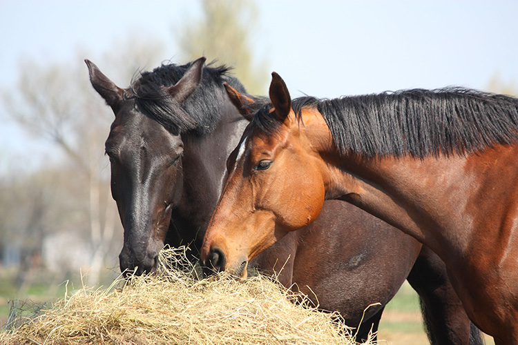 Horses eating from an outdoor hay feeder.