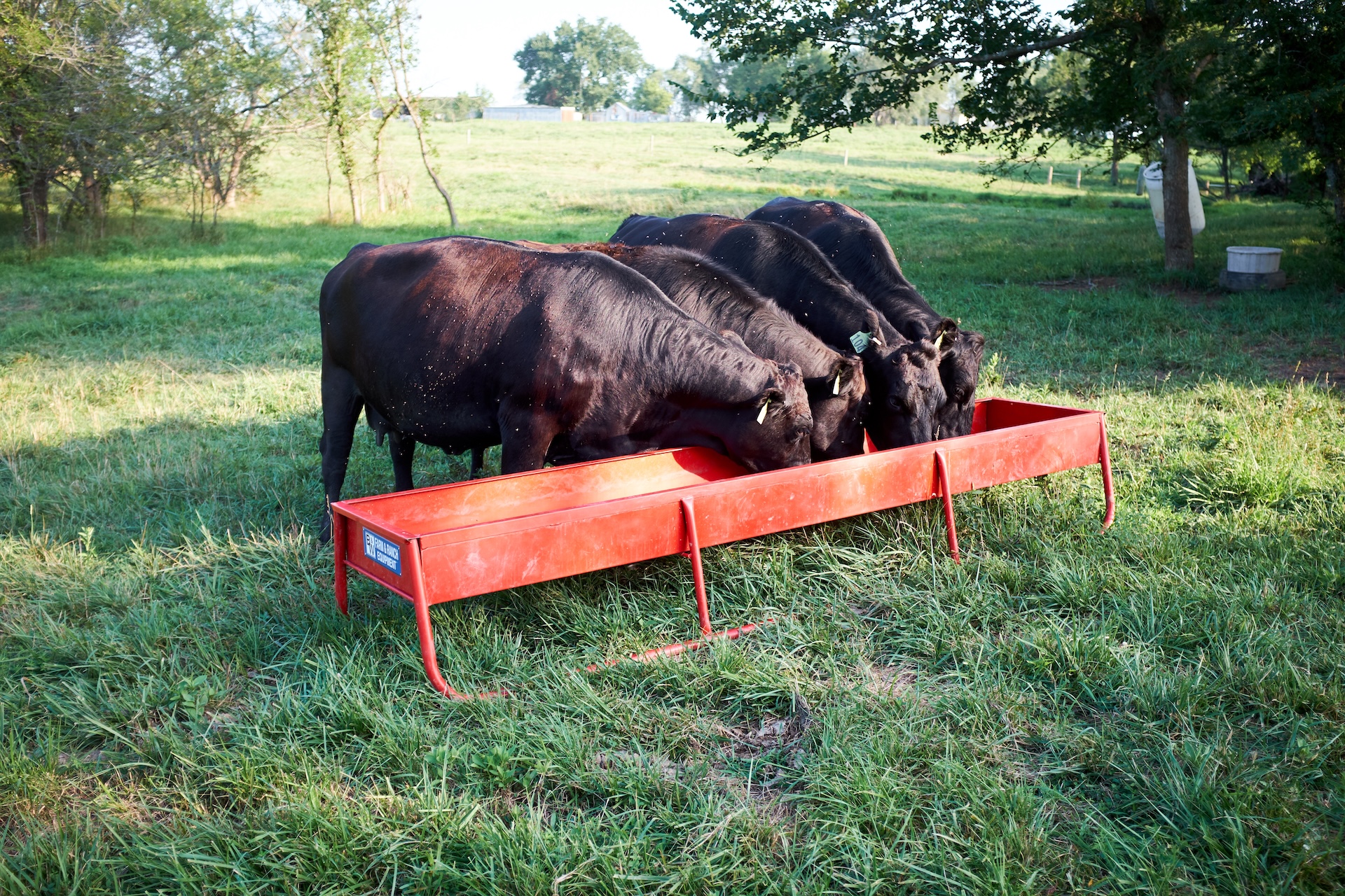 Cows eating from a trough in a field.