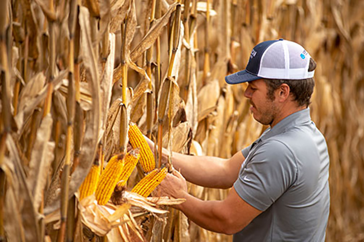 A farmer checking his corn before harvest.
