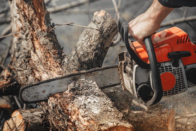 An up close shot of a chainsaw cutting through a tree.