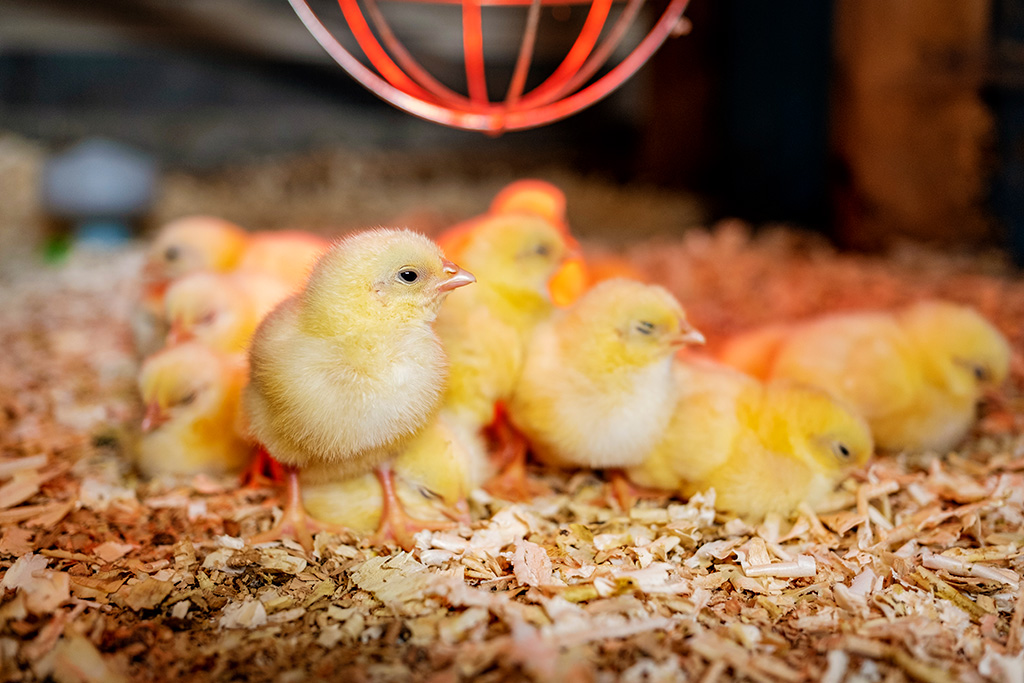 A group of chicks sitting under a heat lamp.
