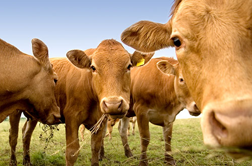 cows