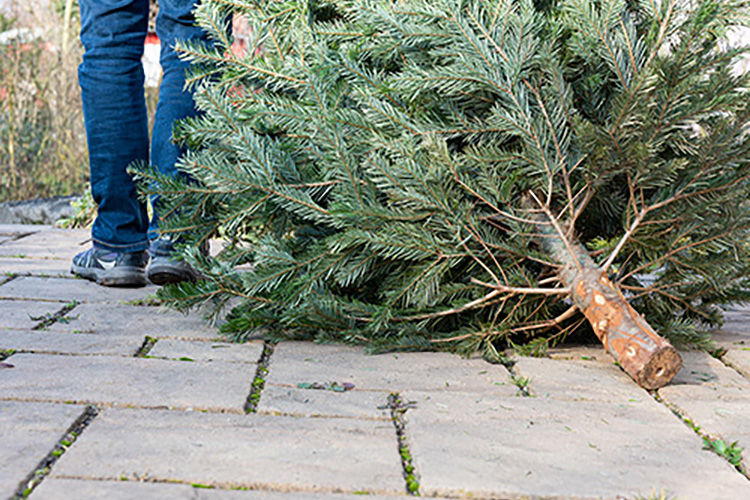 Someone dragging an old Christmas tree.