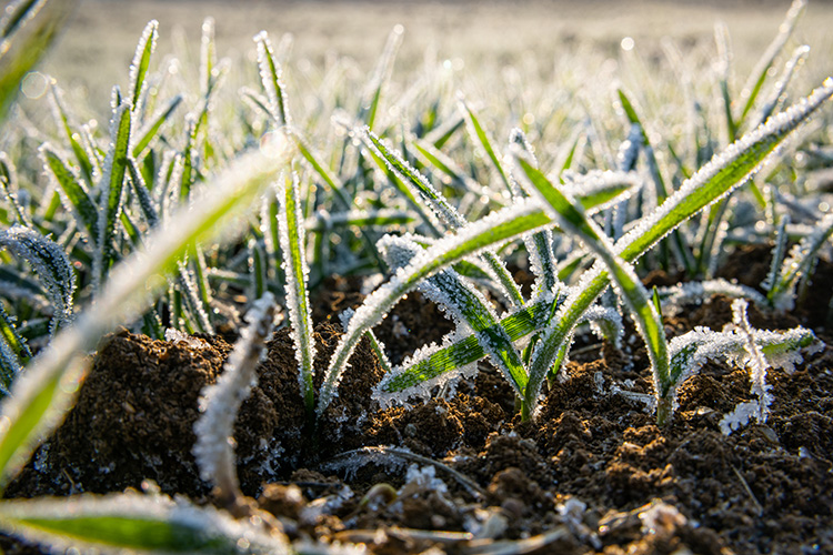 Up close image of crops and the ground covered in frost.