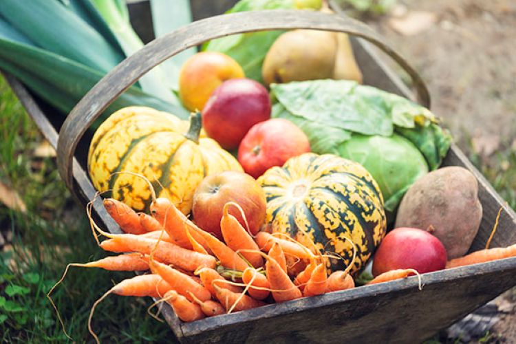 veggie harvest