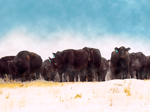 Cattle in the middle of a snowy field.
