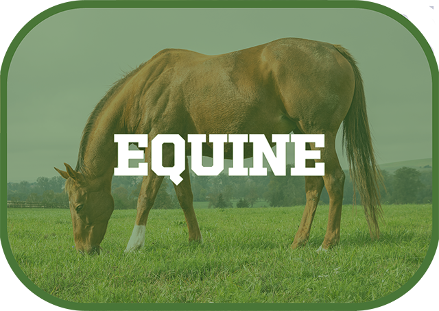 equine