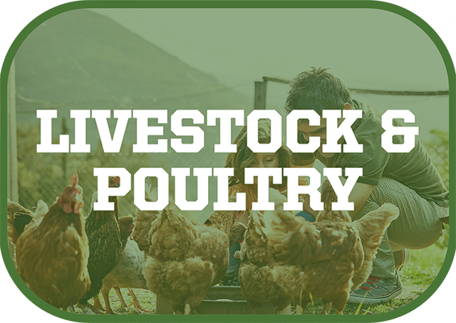 livestock & poultry