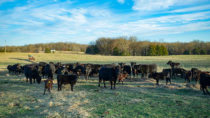 livestock